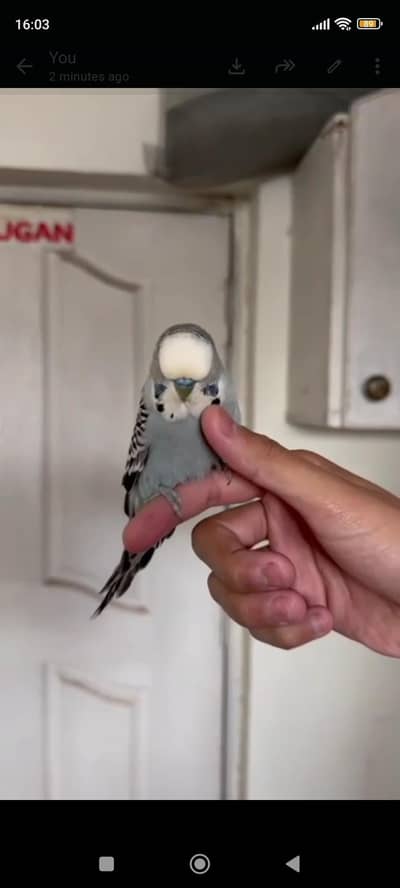 breeder pair . . handtame. . . . price mai kami ho jhy ghi