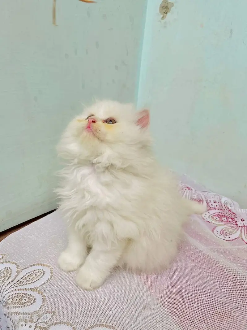 good quality Triple Long coated kittens up for sale Cod avb in rwp/isb — photo 2