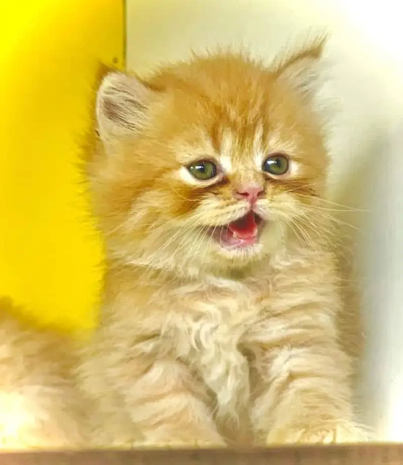 good quality Triple Long coated kittens up for sale Cod avb in rwp/isb — photo 3