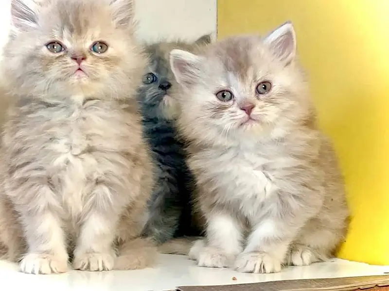 good quality Triple Long coated kittens up for sale Cod avb in rwp/isb — photo 4