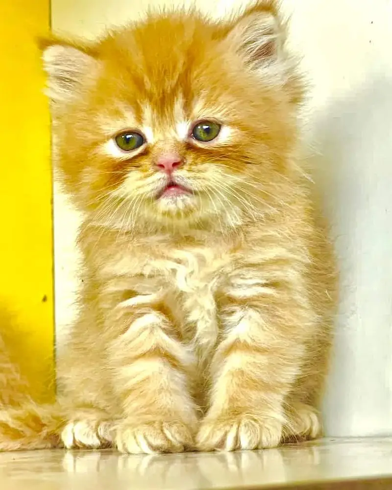 good quality Triple Long coated kittens up for sale Cod avb in rwp/isb — photo 5