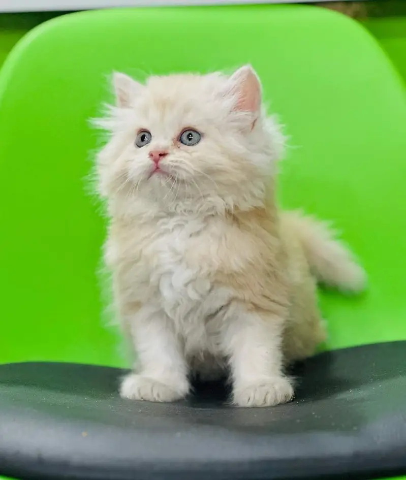 good quality Triple Long coated kittens up for sale Cod avb in rwp/isb — photo 6