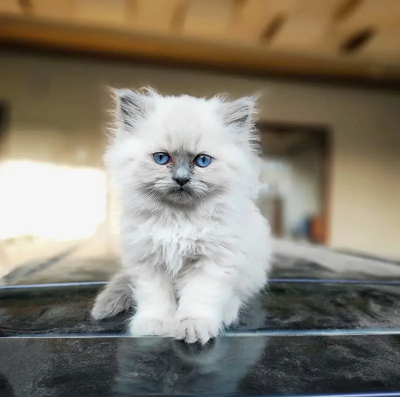 good quality Triple Long coated kittens up for sale Cod avb in rwp/isb — photo 7