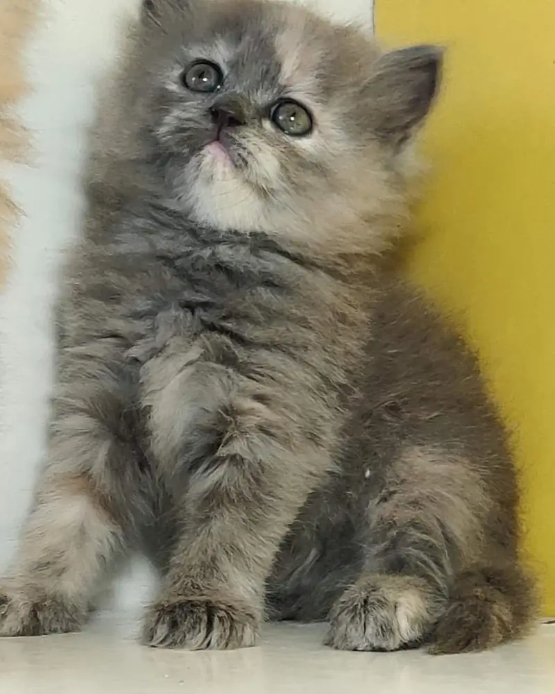 good quality Triple Long coated kittens up for sale Cod avb in rwp/isb — photo 8