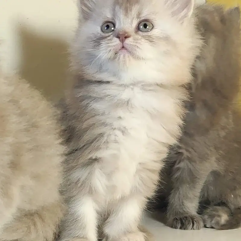 good quality Triple Long coated kittens up for sale Cod avb in rwp/isb — photo 9