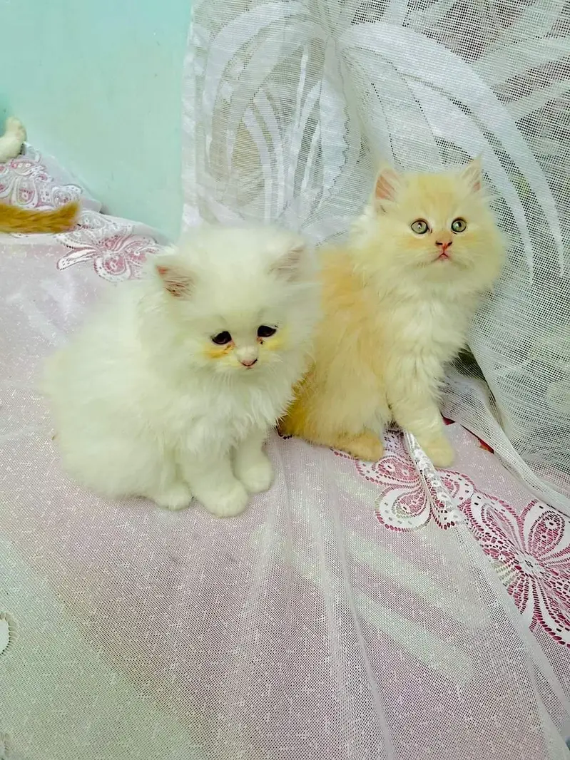 good quality Triple Long coated kittens up for sale Cod avb in rwp/isb — photo 10