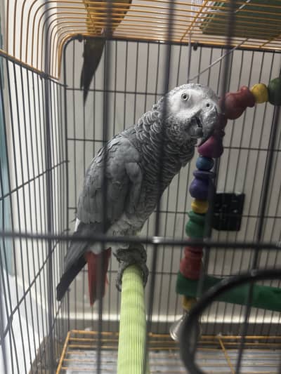 african grey male