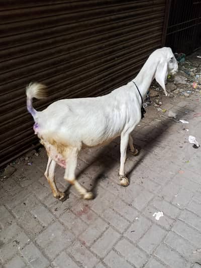 Rajan pori with male female kids very good in milk