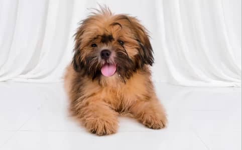 shih tzu puppy female
