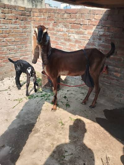 MA SHA ALLAH PURE NAGRA BAKRI WITH KIDS 03214178601