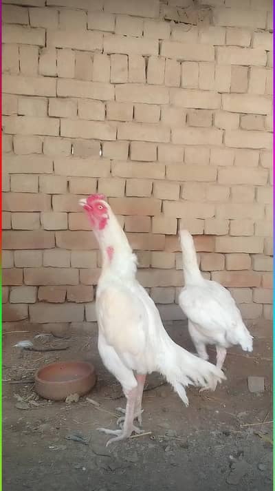 assel Hera pair 100%health and very good for bread