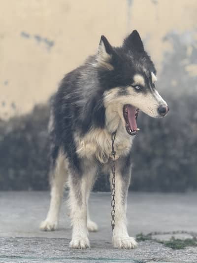 Male Siberian Husky  for Sale