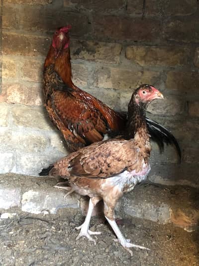 Mianwali aseel set for sale