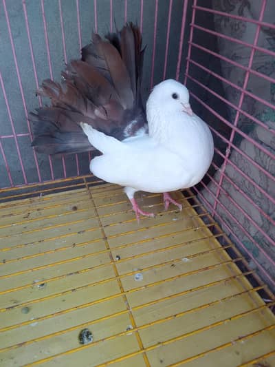 Brown Tail Lucky pegion