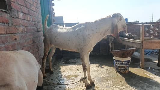 gar ka jnawr hai full active