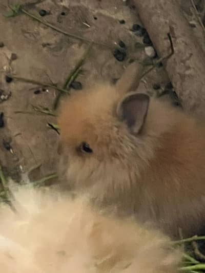 Lion head . Dwarf rabbit