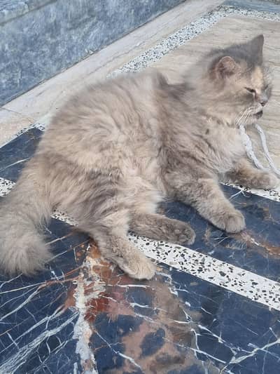Persian cat