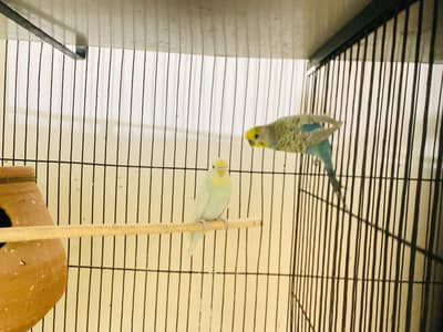 Australian, jawa, love birds