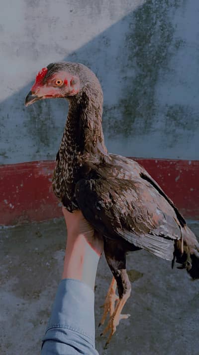 Golden misri female and male for sell