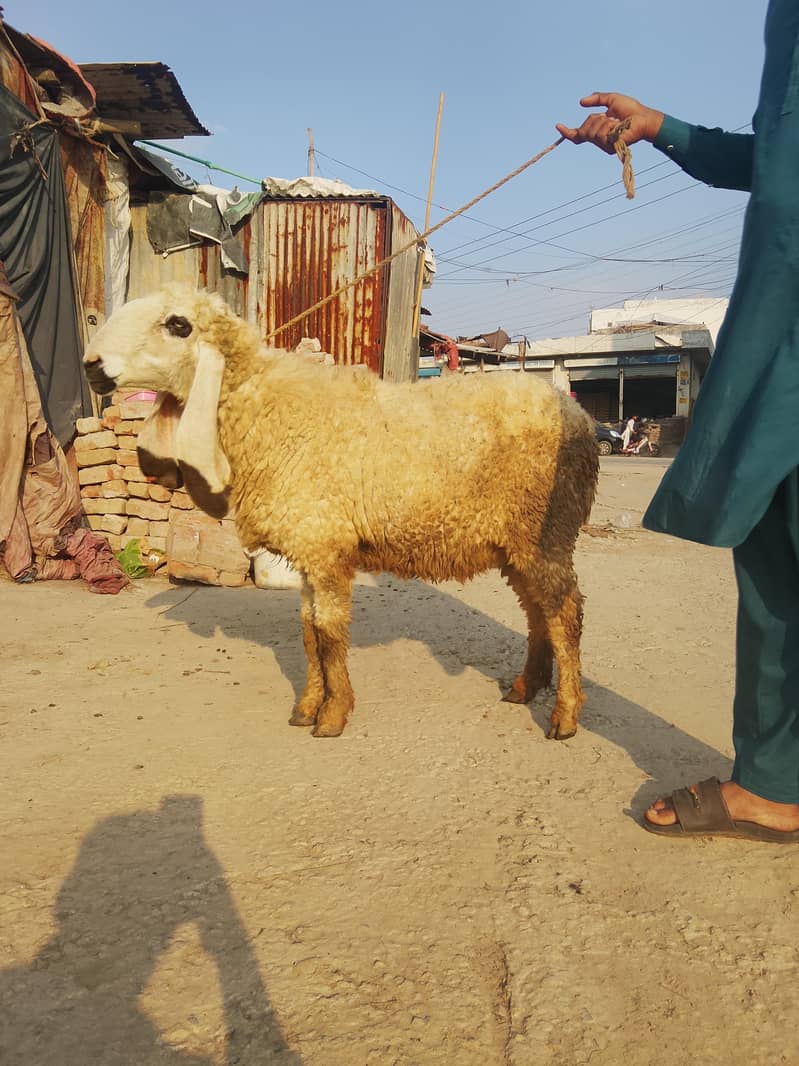 ماشاءاللہ کجلی کراس گبن بیڈ سیل 0