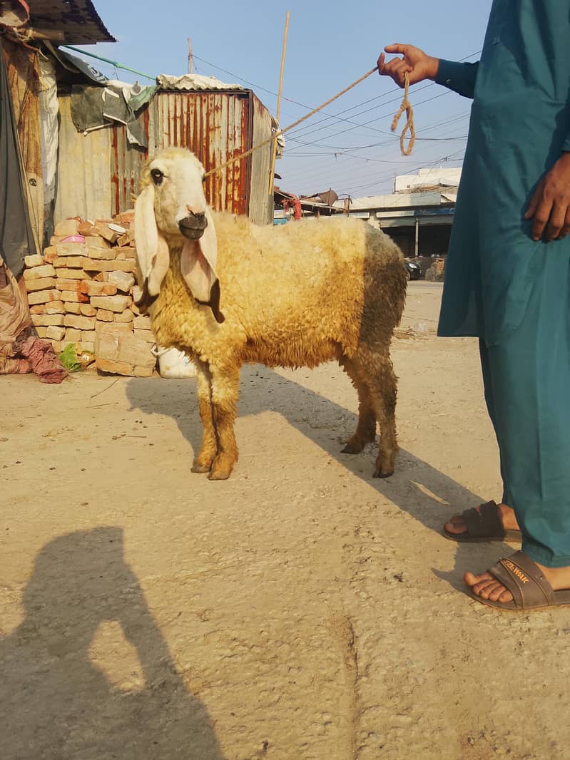 ماشاءاللہ کجلی کراس گبن بیڈ سیل 1