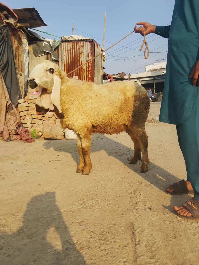 ماشاءاللہ کجلی کراس گبن بیڈ سیل 2