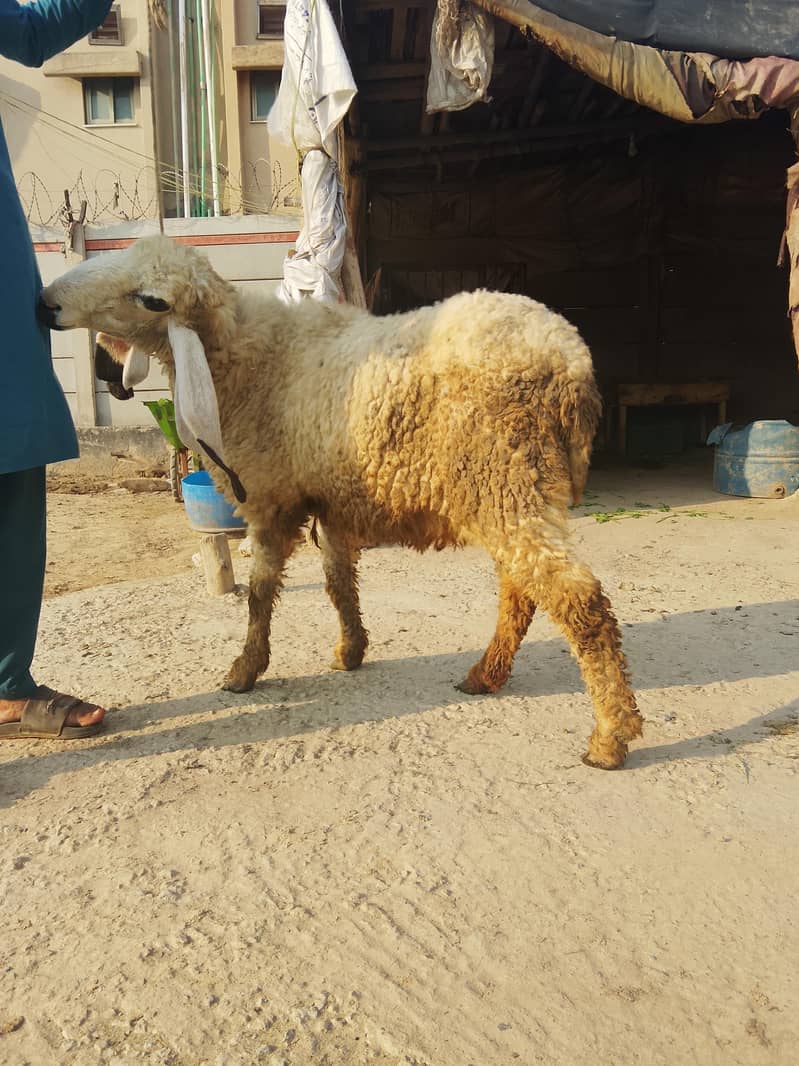 ماشاءاللہ کجلی کراس گبن بیڈ سیل 3