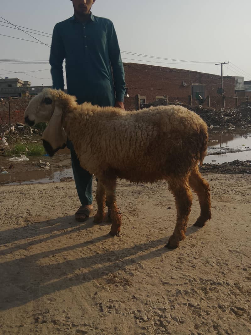 ماشاءاللہ کجلی کراس گبن بیڈ سیل 4