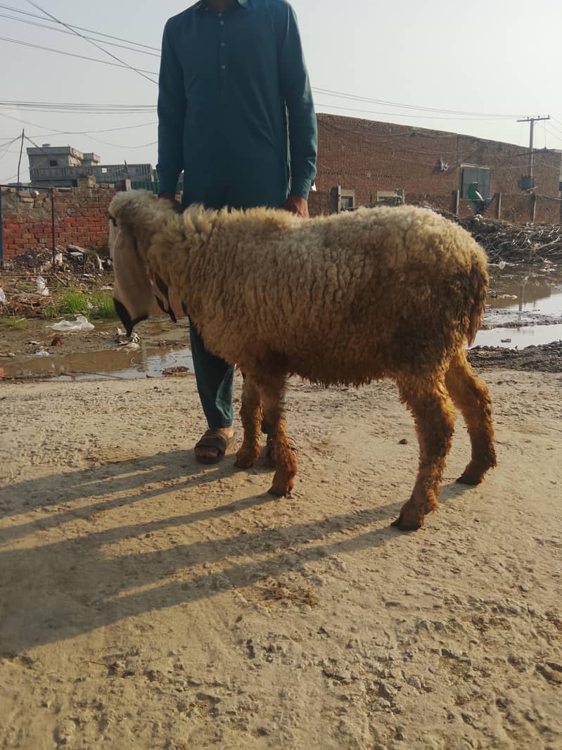 ماشاءاللہ کجلی کراس گبن بیڈ سیل 5