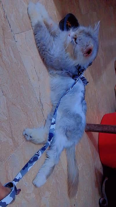 unique color male for sale