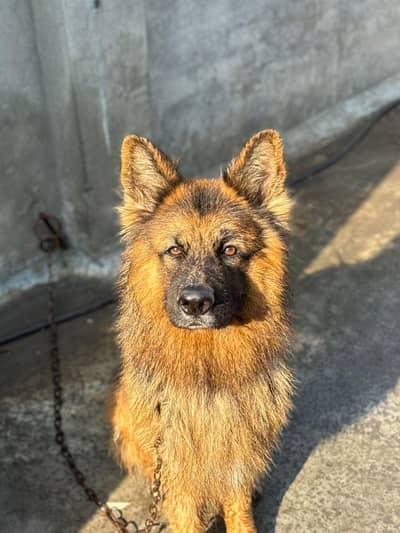 German shepherd pedigree available for stud