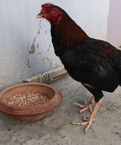 lakha Mushka blue ring eyes