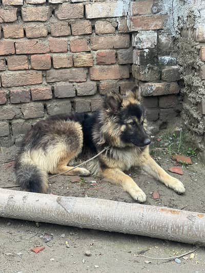 german 14 months female