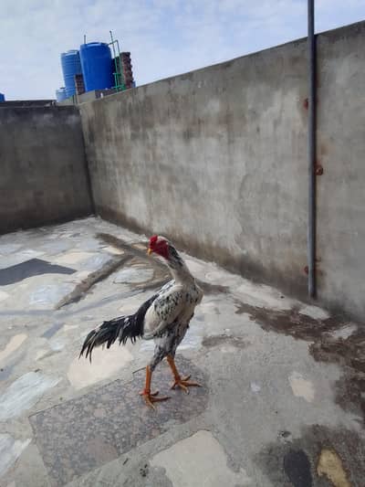 Give us a call we have premium available for sale. .