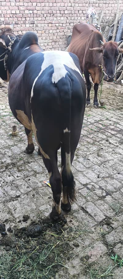 Qurbani| Bull| Qurbani ka Janwar| Bull for Qurbani| Wacha Katta 2 dant