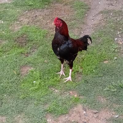 Aseel murGha for sale