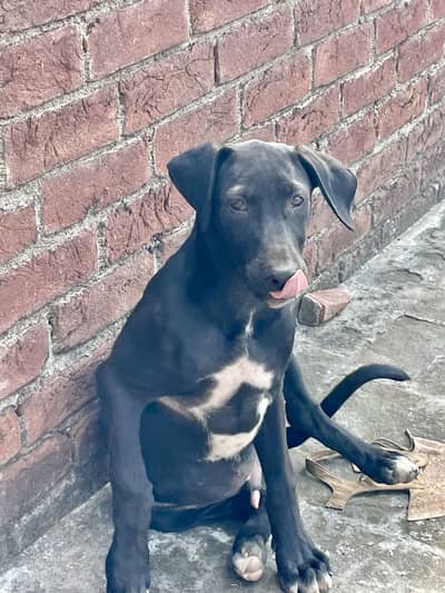 Pentar Dog Male 3 to 4 months age