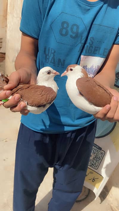 Lal shehrazi , channan choey and other