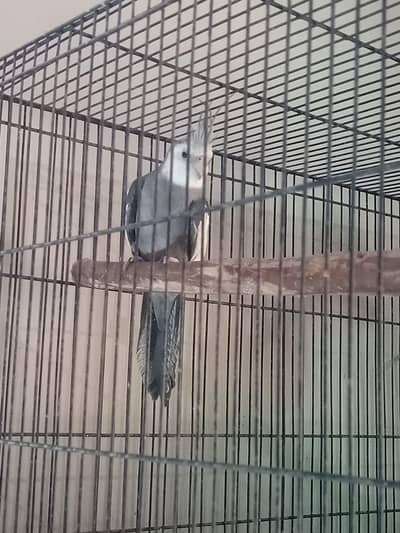 Cocktail Male for sale