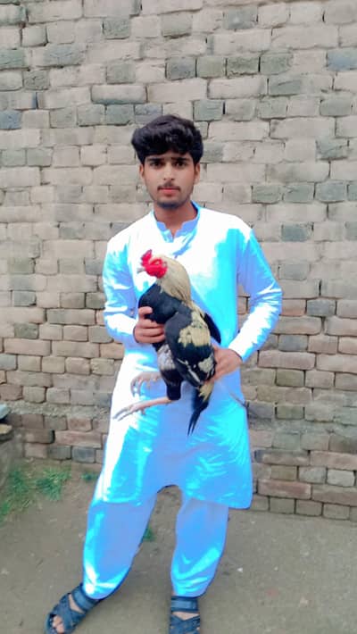 Mianwali aseel lovers ya murga for sale hy