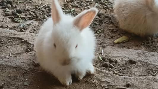 Shelter looking for new Bunnies