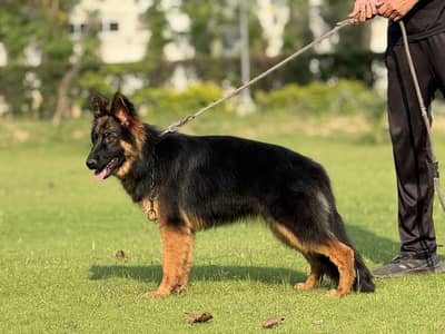 German Shepherd Pink Pedigree Female.