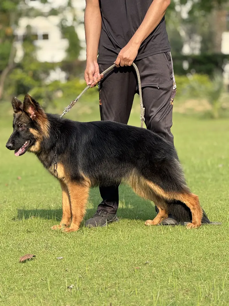 German Shepherd Pink Pedigree Female. — photo 2