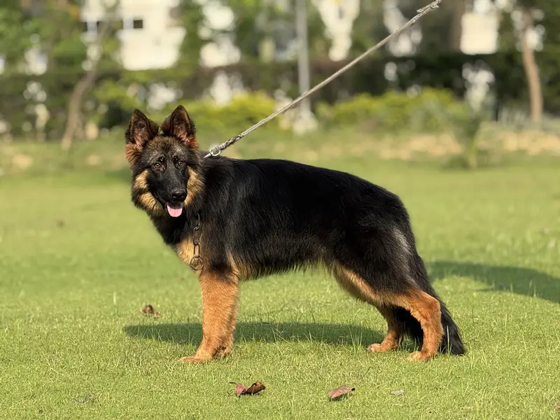 German Shepherd Pink Pedigree Female. — photo 3