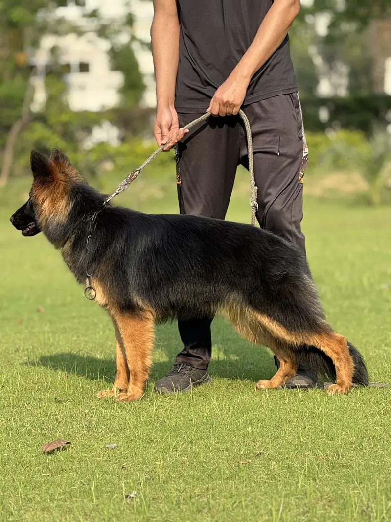 German Shepherd Pink Pedigree Female. — photo 4