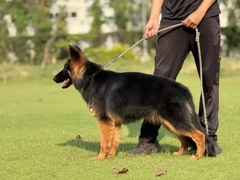 German Shepherd Pink Pedigree Female. — photo 5