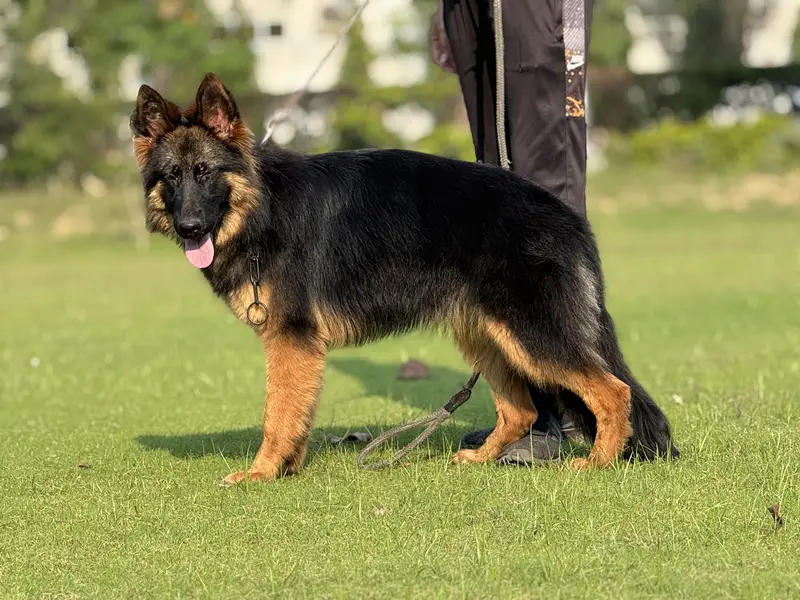 German Shepherd Pink Pedigree Female. — photo 6