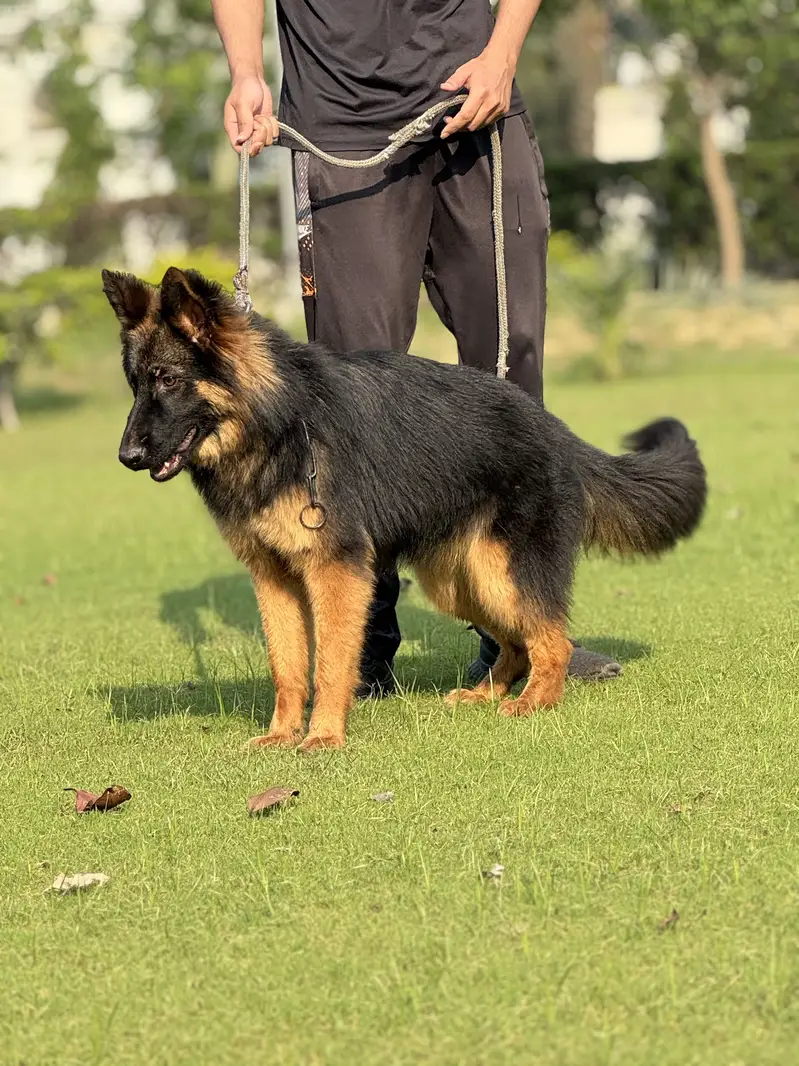 German Shepherd Pink Pedigree Female. — photo 7