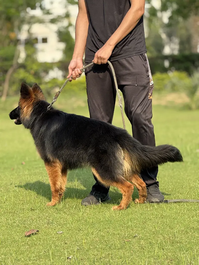 German Shepherd Pink Pedigree Female. — photo 8