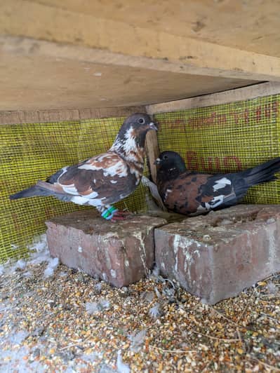 fancy kabotar for sale